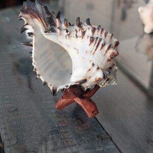 Zebra Murex Seashell on Wooden Tripod Stand
